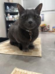 Lost Female Cat last seen Garrett rd and Bywood by the post office , Upper Darby Township, PA 19082