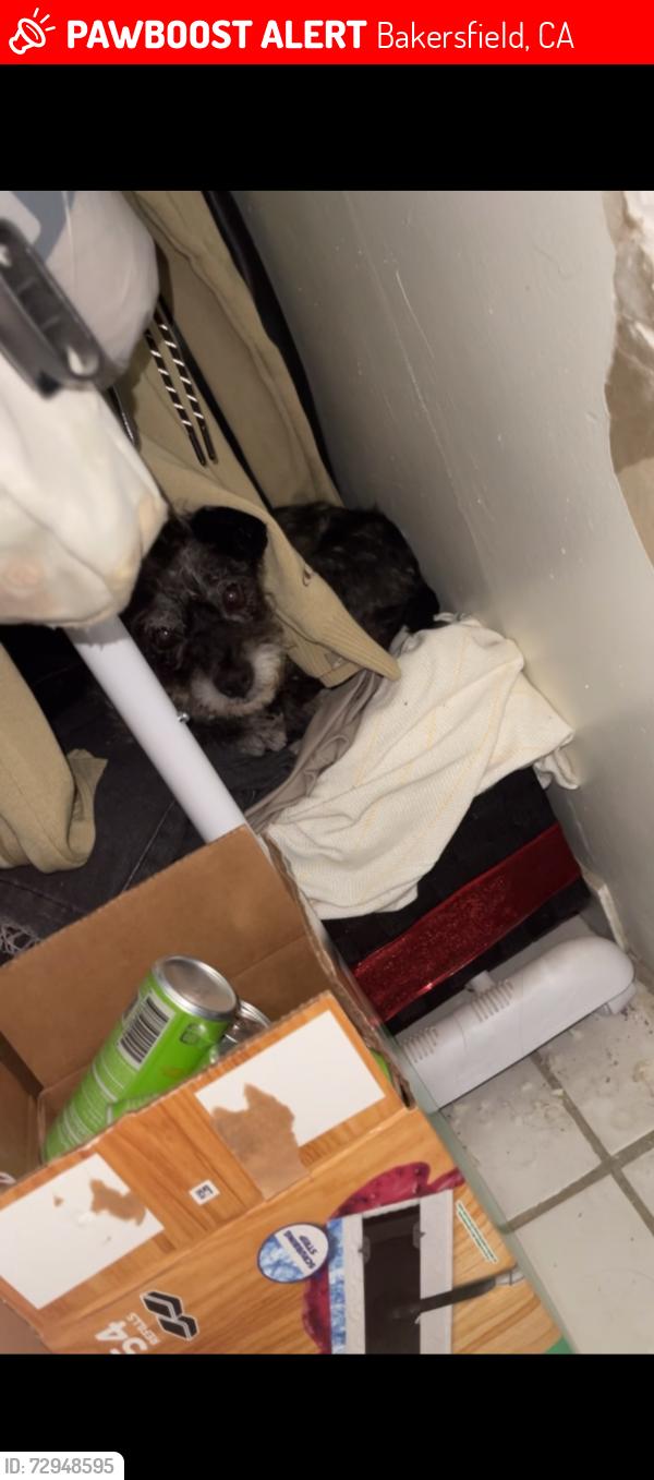 Lost Female Dog last seen Near mc clean ave, Bakersfield, CA 93307