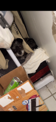 Lost Female Dog last seen Near mc clean ave, Bakersfield, CA 93307