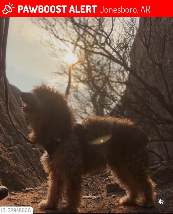 Lost Male Dog last seen Greenbriar cndmniums , Jonesboro, AR 72401