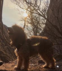 Lost Male Dog last seen Greenbriar cndmniums , Jonesboro, AR 72401