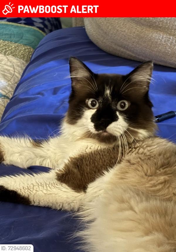 Lost Male Cat last seen Academy and Constitution or Maizland, Colorado Springs, CO 80909