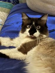 Lost Male Cat last seen Academy and Constitution or Maizland, Colorado Springs, CO 80909