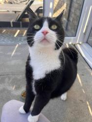 Lost Male Cat last seen South Street, Middleton-on-the-Wolds, England YO25