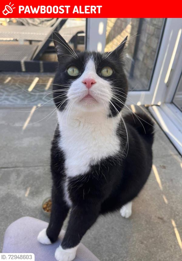 Lost Male Cat last seen South Street, Middleton-on-the-Wolds, England YO25