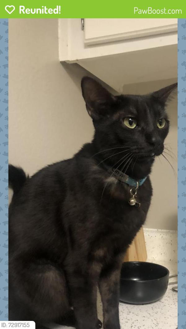 Reunited Male Cat last seen Near E Bell Rd, Phoenix, AZ 85022, USA, Phoenix, AZ 85022