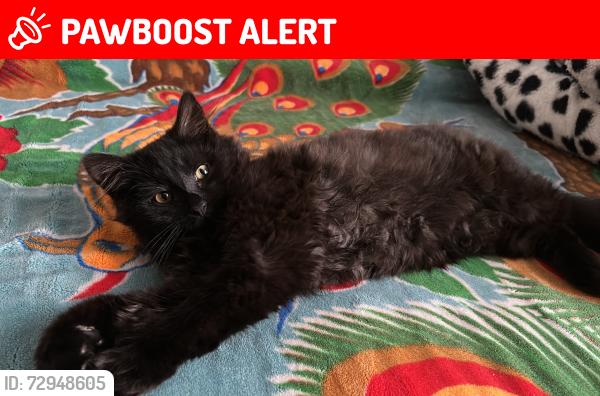 Lost Male Cat last seen Greenville sc, Greenville County, SC 29617