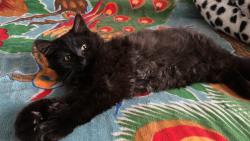 Lost Male Cat last seen Greenville sc, Greenville County, SC 29617