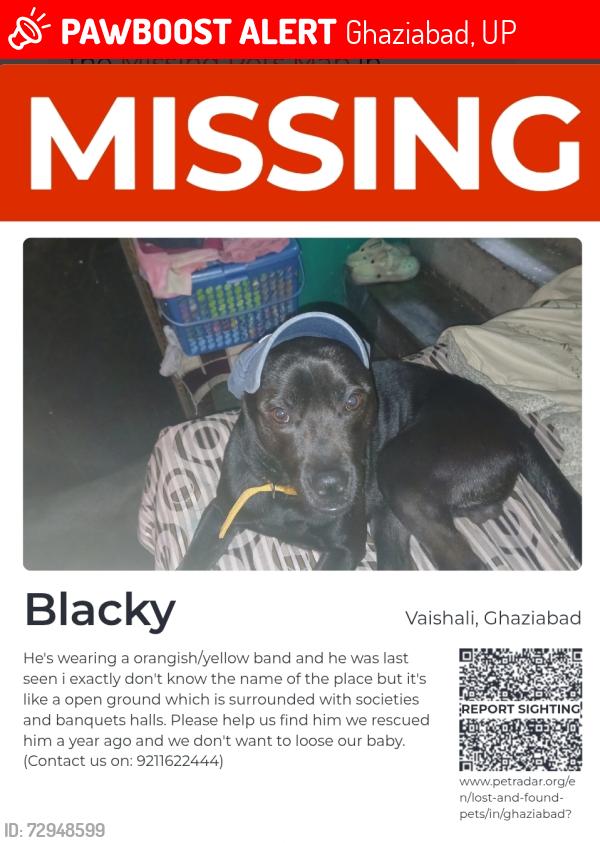 Lost Male Dog last seen There's a place in Vaishali indirapuram more like a kanwani village there's a huge nursery or a ground which is surrounded by societies and banquets hall , Ghaziabad, UP 