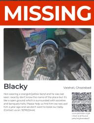Lost Male Dog last seen There's a place in Vaishali indirapuram more like a kanwani village there's a huge nursery or a ground which is surrounded by societies and banquets hall , Ghaziabad, UP 
