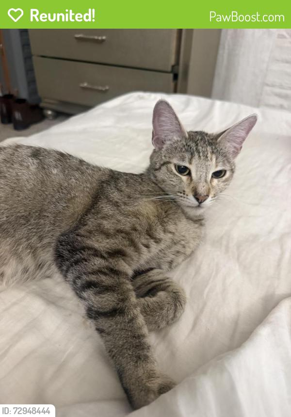 Reunited Female Cat last seen Prince and 1st, Tucson, AZ 85719