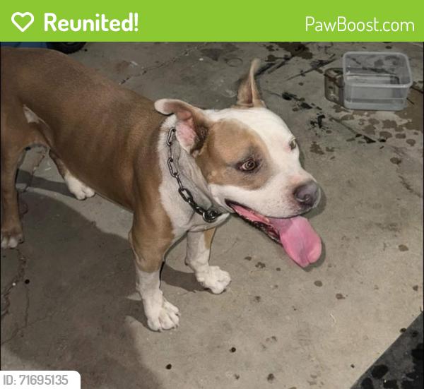 Reunited Male Dog last seen PRINCE & 1st, Tucson, AZ 85719