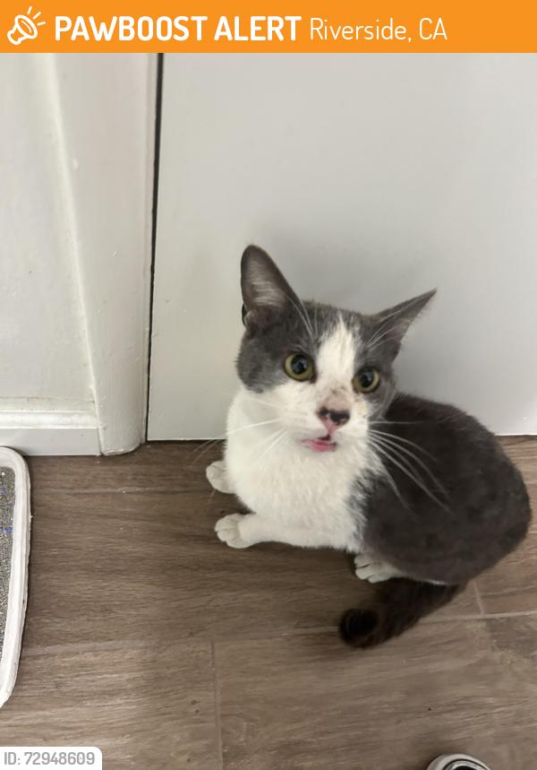 Found/Stray Male Cat last seen ucr, Riverside, CA 92507