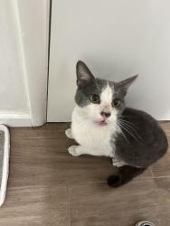 Found/Stray Male Cat last seen ucr, Riverside, CA 92507