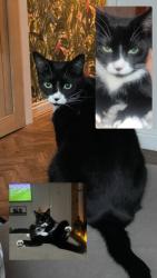 Lost Male Cat last seen Near Charles street , Swinton, England M27 9UR