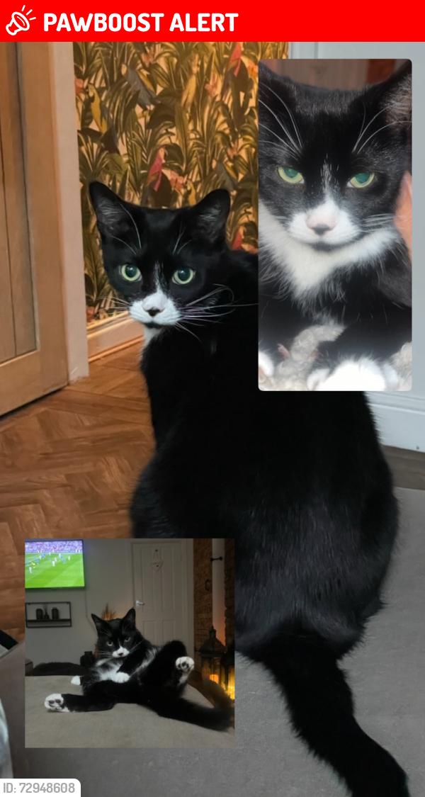 Lost Male Cat last seen Near Charles street , Swinton, England M27 9UR