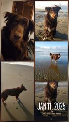 Lost Male Dog last seen Near nw hoyt st , Portland, OR 97209