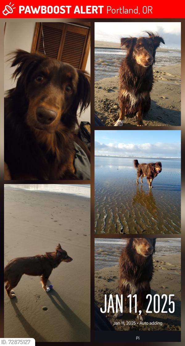 Lost Male Dog last seen Near nw hoyt st , Portland, OR 97209