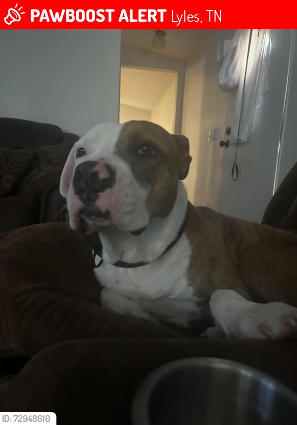 Lost Male Dog last seen Prim springs road, Lyle’s ,TN, Lyles, TN 37098