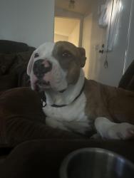 Lost Male Dog last seen Prim springs road, Lyle’s ,TN, Lyles, TN 37098