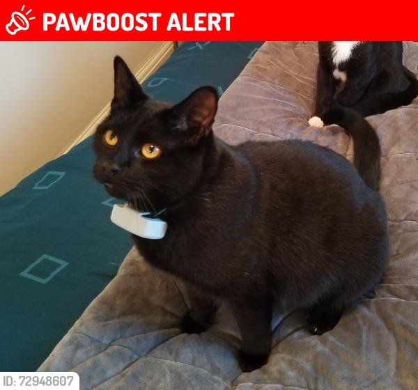 Lost Male Cat last seen Near Coleridge Gardens, South Yorkshire, England S9 5GL