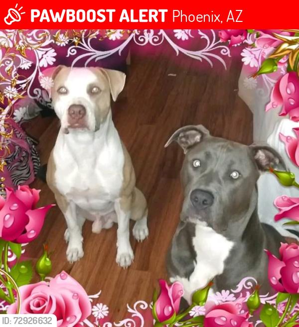 Lost Female Dog last seen Durango, Phoenix, AZ 85035