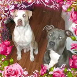 Lost Female Dog last seen Durango, Phoenix, AZ 85035