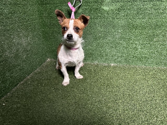 Shelter Stray Male Dog last seen , Quartz Hill, CA 93536