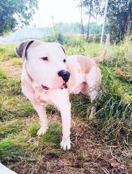 Lost Male Dog last seen Jrs minute maid store on Decker Dr , Baytown, TX 77520