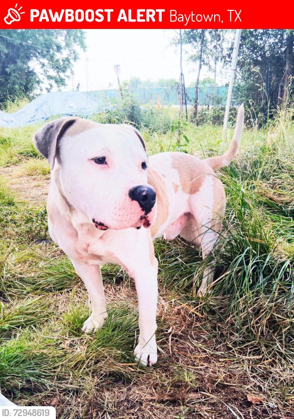 Lost Male Dog last seen Jrs minute maid store on Decker Dr , Baytown, TX 77520