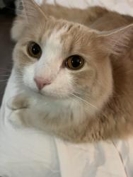 Lost Male Cat last seen Near duncan loop w, Dunedin, FL 34698