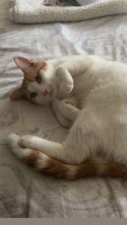 Lost Male Cat last seen sey close, spencer walk , Catshill, England B61