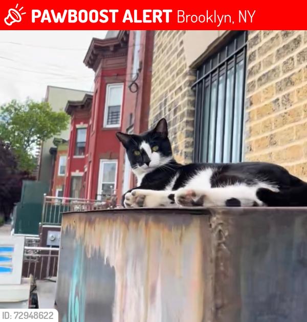 Lost Male Cat last seen St.Marks Avenue , Brooklyn, NY 11233
