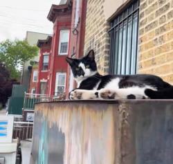 Lost Male Cat last seen St.Marks Avenue , Brooklyn, NY 11233