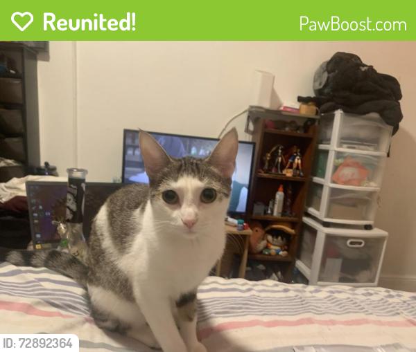 Reunited Female Cat last seen Near bergen ave , Jersey City, NJ 07304