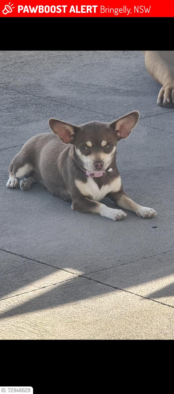 Lost Female Dog last seen Carrington road bringelly, Bringelly, NSW 2556