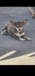 Lost Female Dog last seen Carrington road bringelly, Bringelly, NSW 2556