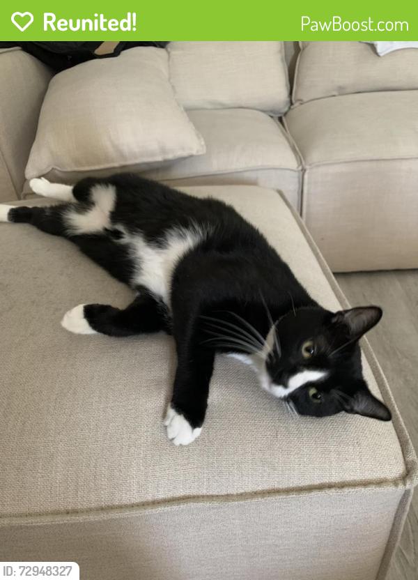 Reunited Male Cat last seen Near S 31st St, Temple, TX 76502, USA, Temple, TX 76502