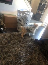 Found/Stray Male Dog last seen John t white an 820, Fort Worth, TX 76120