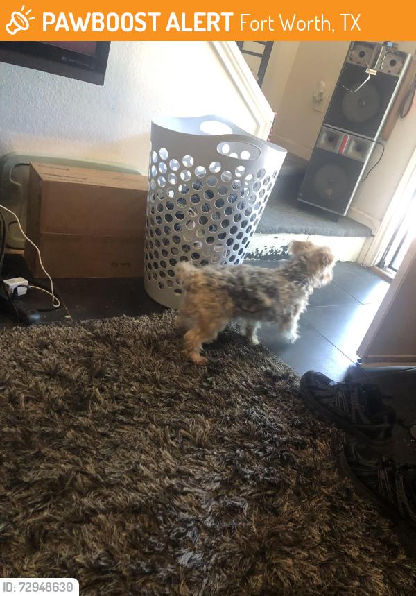 Found/Stray Male Dog last seen John t white an 820, Fort Worth, TX 76120