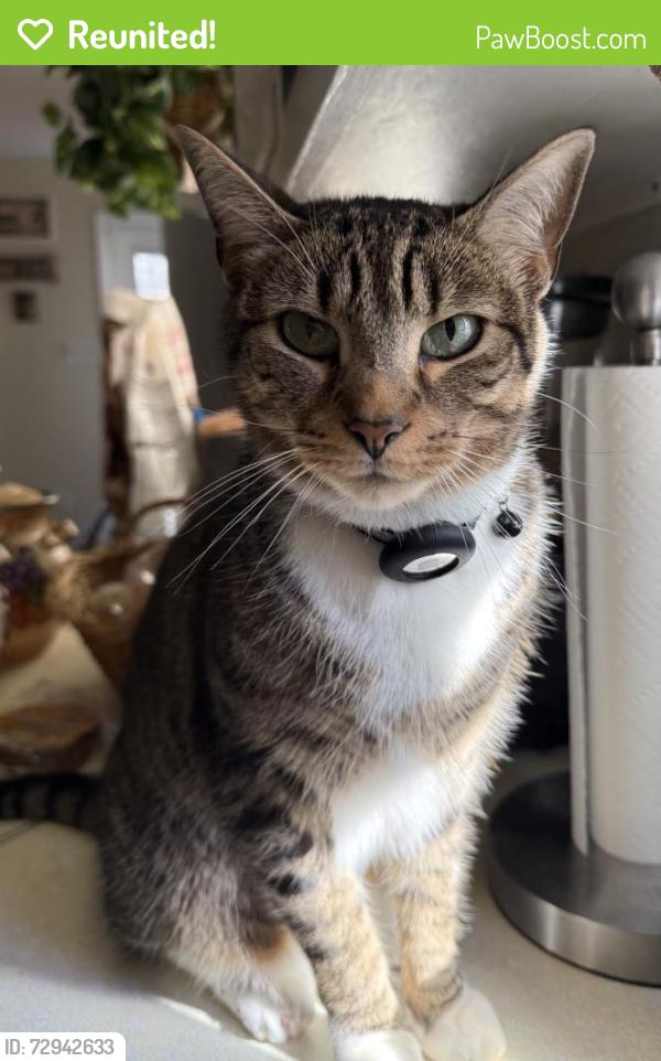 Reunited Male Cat last seen Near Ramblewood Dr, Chester, VA 23836