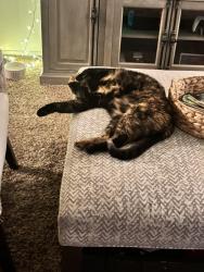 Reunited Female Cat last seen Imperial Hwy and Poplar, Brea, CA 92821
