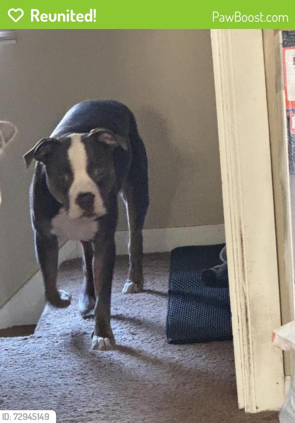 Reunited Male Dog last seen Glastonbury near kendall, Detroit, MI 48223