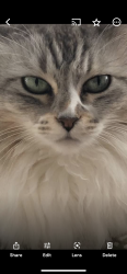 Reunited Female Cat last seen Chaucer , Canton, OH 44721