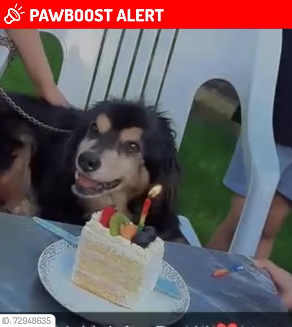 Lost Male Dog last seen Welford road, Leicestershire, England LE18 1DA