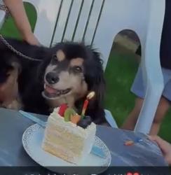 Lost Male Dog last seen Welford road, Leicestershire, England LE18 1DA