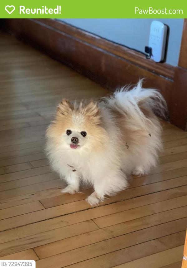 Reunited Female Dog last seen Dale and Front , Saint Paul, MN 55103