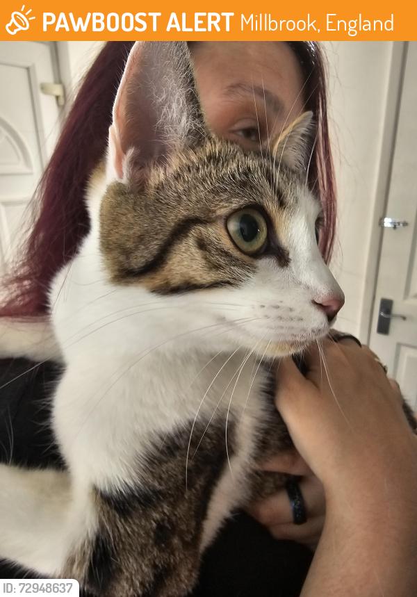 Found/Stray Unknown Cat last seen Windermere , Millbrook, England 