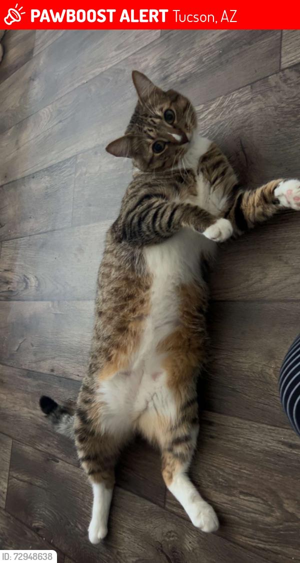 Lost Male Cat last seen Catalina Vista Condiminiums, Tucson, AZ 85712