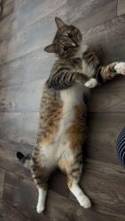 Lost Male Cat last seen Catalina Vista Condiminiums, Tucson, AZ 85712